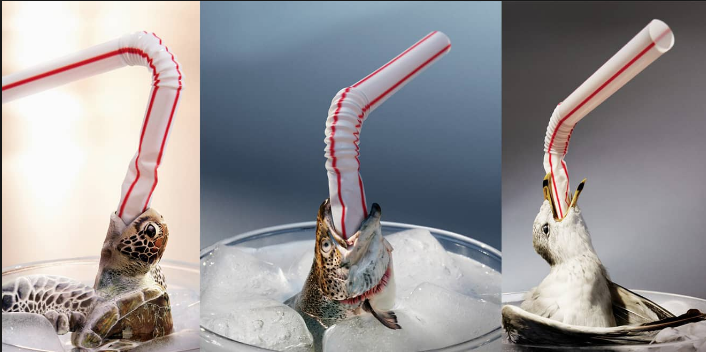 Straws in your drink can be the straws in an animals mouth later on 
