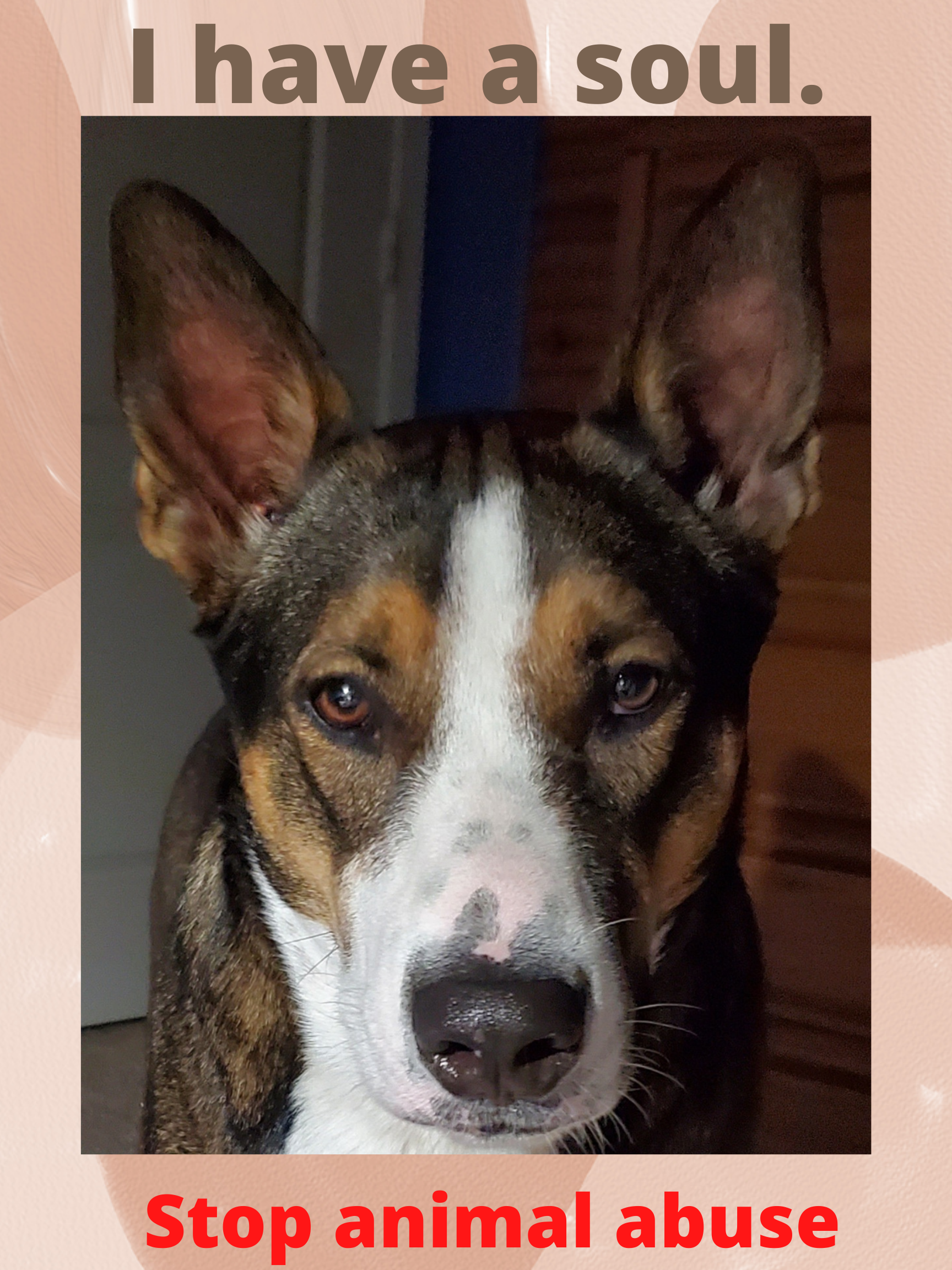 This is a photo of a beautiful dog looking directly at the viewer.   He looks soulful.