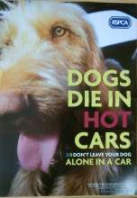 Dogs die in hot cars 