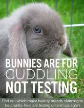 This is an innocent animal who is about to be used on testing of make up products.